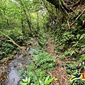 芊蓁坑橋-破子寮山-芊蓁坑溪畔古道-環流丘土地公-三方向山古道-紅壇古道-大平山-大平造林路0形 (28).jpg