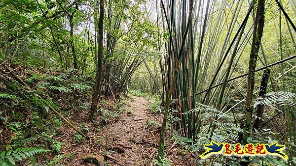 芊蓁坑橋-破子寮山-芊蓁坑溪畔古道-環流丘土地公-三方向山古道-紅壇古道-大平山-大平造林路0形 (46).jpg