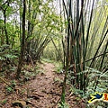 芊蓁坑橋-破子寮山-芊蓁坑溪畔古道-環流丘土地公-三方向山古道-紅壇古道-大平山-大平造林路0形 (46).jpg