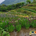 石門嵩山-百年梯田-阡陌步道 (20).jpg