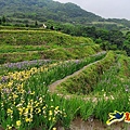 石門嵩山-百年梯田-阡陌步道 (22).jpg