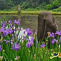 石門嵩山-百年梯田-阡陌步道 (24).jpg