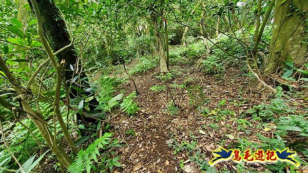 興福寮步道-糞箕湖古道右左線-新向天池山西南稜-向天池山-向天池P形 (7).jpg