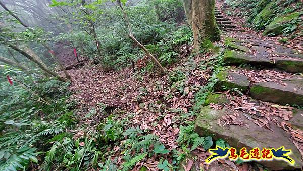 興福寮步道-糞箕湖古道右左線-新向天池山西南稜-向天池山-向天池P形 (40).jpg