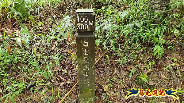 汐止白雲步道山棕花開 (4).jpg