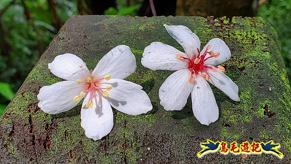 汐止白雲步道山棕花開 (11).jpg