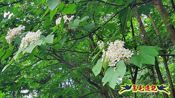 劉銘傳隧道-獅球嶺北峰- 獅球嶺砲台-鷹岩砲台-三坑車站 (2).jpg 劉銘傳隧道-獅球嶺北峰- 獅球嶺砲台-鷹岩砲台-三坑車站 (2).jpg