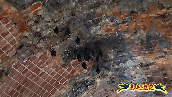 劉銘傳隧道-獅球嶺北峰- 獅球嶺砲台-鷹岩砲台-三坑車站 (16).jpg 劉銘傳隧道-獅球嶺北峰- 獅球嶺砲台-鷹岩砲台-三坑車站 (16).jpg