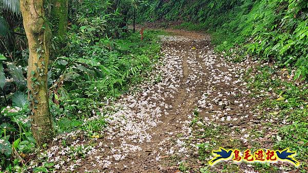劉銘傳隧道-獅球嶺北峰- 獅球嶺砲台-鷹岩砲台-三坑車站 (61).jpg
