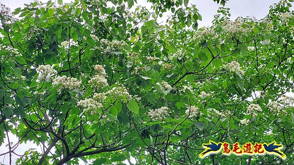 劉銘傳隧道-獅球嶺北峰- 獅球嶺砲台-鷹岩砲台-三坑車站 (62).jpg 劉銘傳隧道-獅球嶺北峰- 獅球嶺砲台-鷹岩砲台-三坑車站 (62).jpg