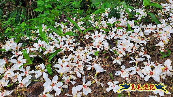 劉銘傳隧道-獅球嶺北峰- 獅球嶺砲台-鷹岩砲台-三坑車站 (63).jpg