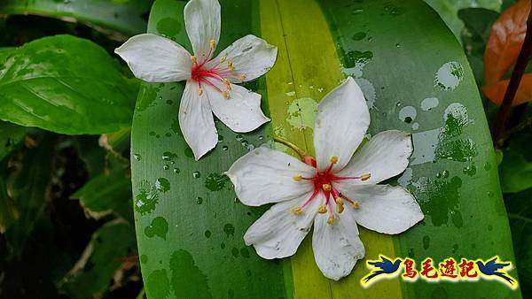 劉銘傳隧道-獅球嶺北峰- 獅球嶺砲台-鷹岩砲台-三坑車站 (64).jpg 劉銘傳隧道-獅球嶺北峰- 獅球嶺砲台-鷹岩砲台-三坑車站 (64).jpg
