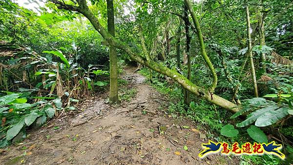 劉銘傳隧道-獅球嶺北峰- 獅球嶺砲台-鷹岩砲台-三坑車站 (67).jpg