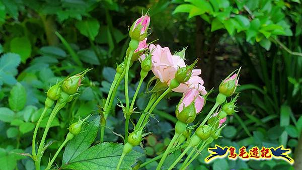 楊梅雅聞魅力博覽館-浪漫玫瑰花季百花盛開 (22).jpg
