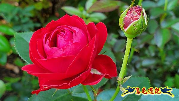 楊梅雅聞魅力博覽館-浪漫玫瑰花季百花盛開 (21).jpg