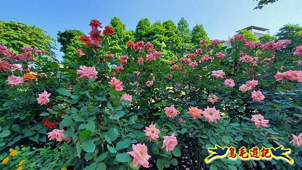 楊梅雅聞魅力博覽館-浪漫玫瑰花季百花盛開 (25).jpg