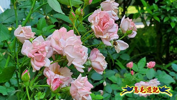 楊梅雅聞魅力博覽館-浪漫玫瑰花季百花盛開 (23).jpg