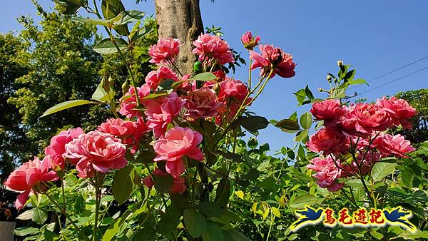 楊梅雅聞魅力博覽館-浪漫玫瑰花季百花盛開 (27).jpg