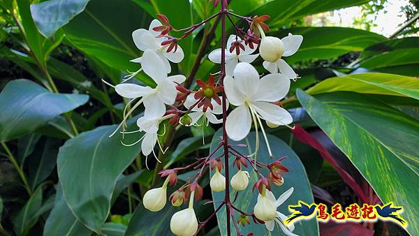 楊梅雅聞魅力博覽館-浪漫玫瑰花季百花盛開 (35).jpg