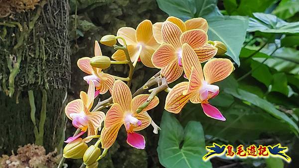 楊梅雅聞魅力博覽館-浪漫玫瑰花季百花盛開 (46).jpg