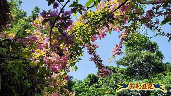 楊梅雅聞魅力博覽館-浪漫玫瑰花季百花盛開 (47).jpg