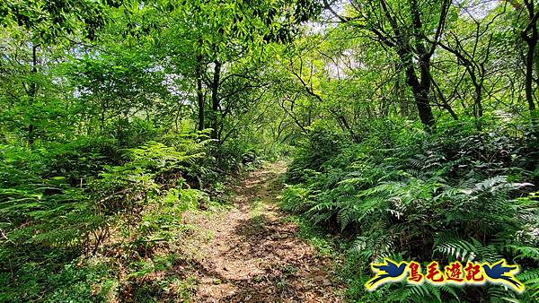 萬里大坪古道-焿子坪-紅磚古厝去回縱走 (3).jpg