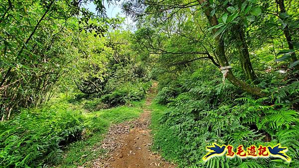 萬里大坪古道-焿子坪-紅磚古厝去回縱走 (5).jpg