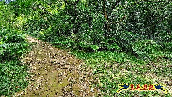 萬里大坪古道-焿子坪-紅磚古厝去回縱走 (4).jpg