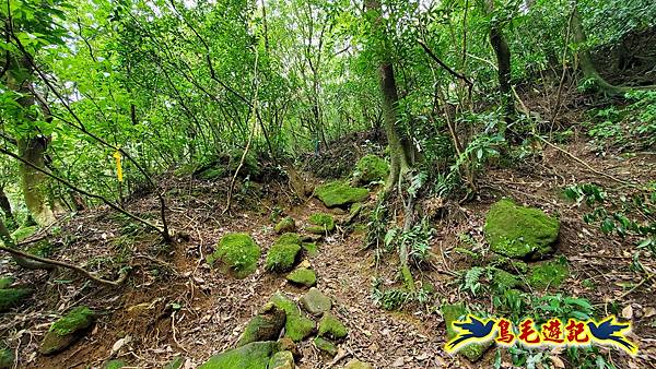 萬里大坪古道-焿子坪-紅磚古厝去回縱走 (15).jpg