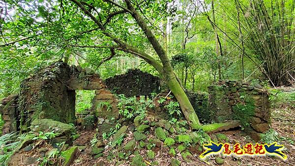 萬里大坪古道-焿子坪-紅磚古厝去回縱走 (14).jpg