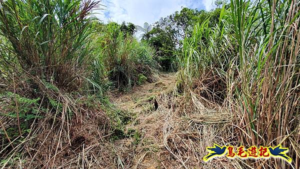 萬里大坪古道-焿子坪-紅磚古厝去回縱走 (23).jpg