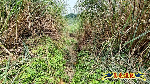萬里大坪古道-焿子坪-紅磚古厝去回縱走 (24).jpg