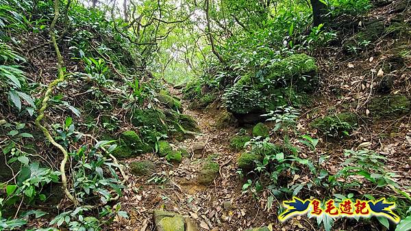 萬里大坪古道-焿子坪-紅磚古厝去回縱走 (34).jpg