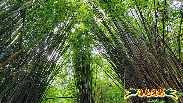 萬里大坪古道-焿子坪-紅磚古厝去回縱走 (41).jpg