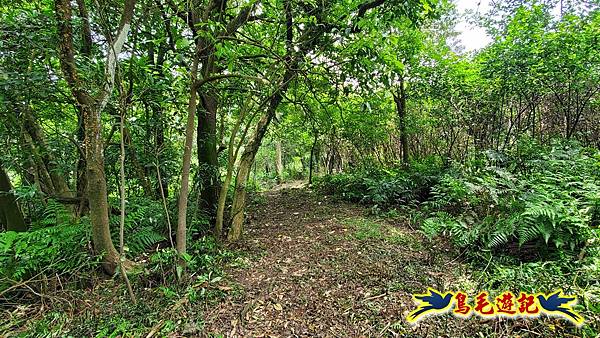 萬里大坪古道-焿子坪-紅磚古厝去回縱走 (48).jpg