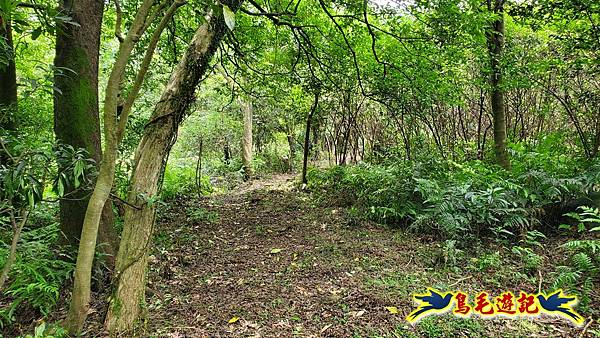 萬里大坪古道-焿子坪-紅磚古厝去回縱走 (49).jpg