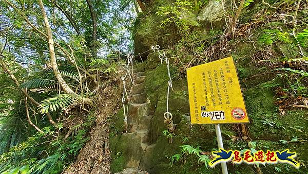 平溪小三尖艷紅百合初開 (6).jpg