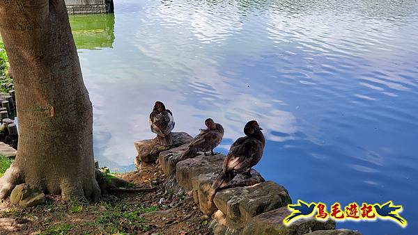 桃園龍潭大池南天宮環湖步道 (40).jpg