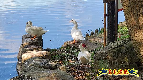 桃園龍潭大池南天宮環湖步道 (41).jpg 桃園龍潭大池南天宮環湖步道 (41).jpg