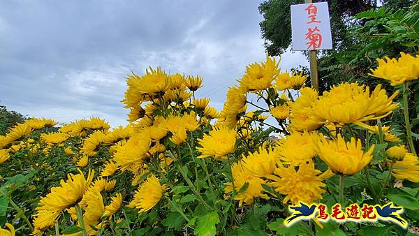 銅鑼邱家古厝杭菊花海玩拍火車 (6).jpg