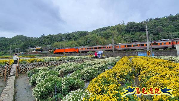 銅鑼邱家古厝杭菊花海玩拍火車 (12).jpg