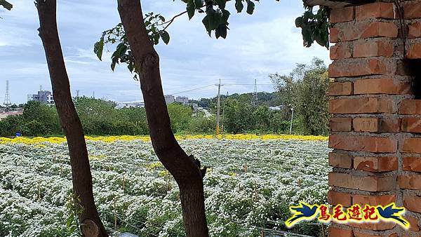銅鑼邱家古厝杭菊花海玩拍火車 (7).jpg