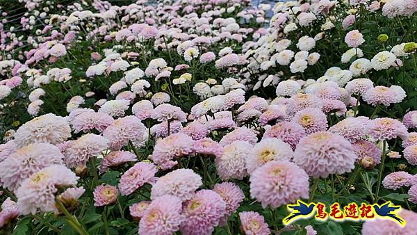 銅鑼邱家古厝杭菊花海玩拍火車 (14).jpg