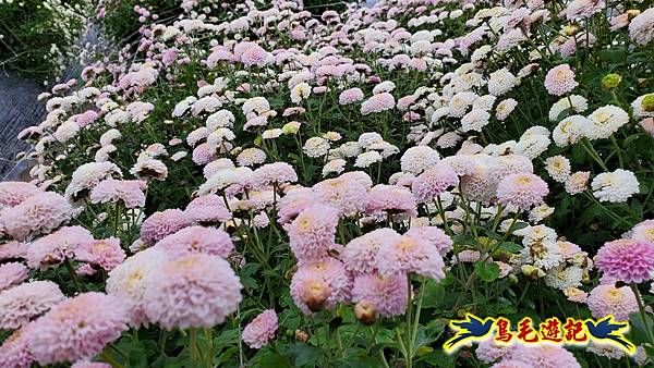 銅鑼邱家古厝杭菊花海玩拍火車 (16).jpg
