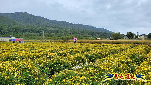 銅鑼邱家古厝杭菊花海玩拍火車 (17).jpg