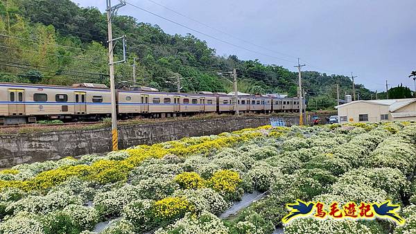 銅鑼邱家古厝杭菊花海玩拍火車 (19).jpg