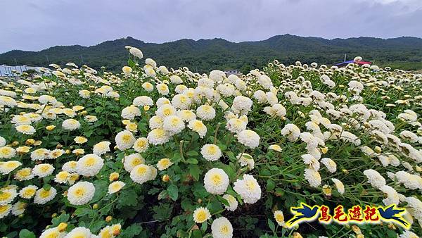 銅鑼邱家古厝杭菊花海玩拍火車 (30).jpg