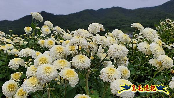 銅鑼邱家古厝杭菊花海玩拍火車 (31).jpg
