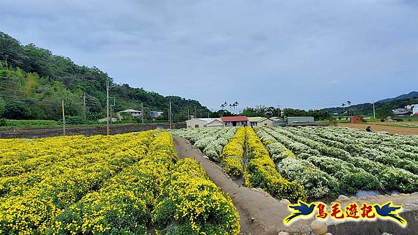 銅鑼邱家古厝杭菊花海玩拍火車 (39).jpg