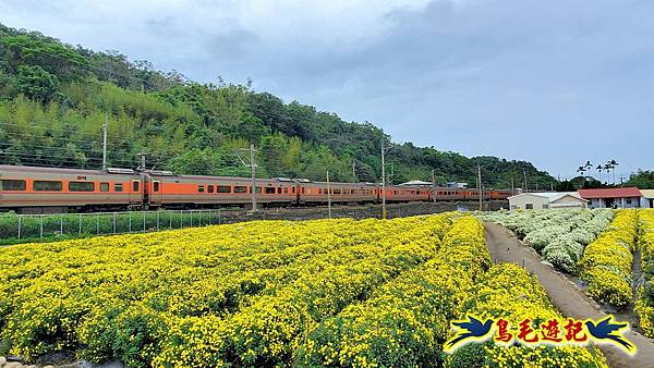 銅鑼邱家古厝杭菊花海玩拍火車 (41).jpg